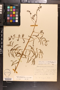 Mimosa microphylla image