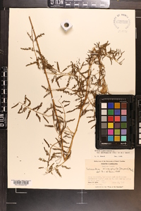 Mimosa microphylla image