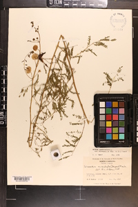 Mimosa microphylla image