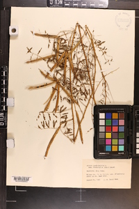 Mimosa microphylla image