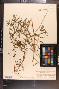 Mimosa microphylla image