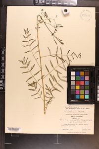 Mimosa microphylla image