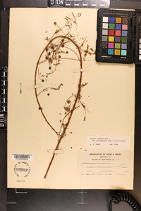 Mimosa microphylla image