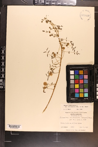 Mimosa microphylla image