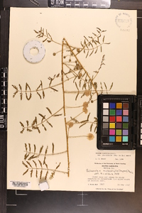 Mimosa microphylla image