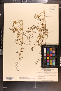 Mimosa microphylla image