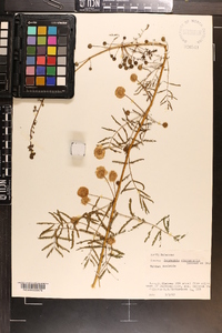 Mimosa microphylla image