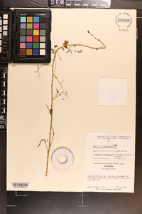 Mimosa microphylla image