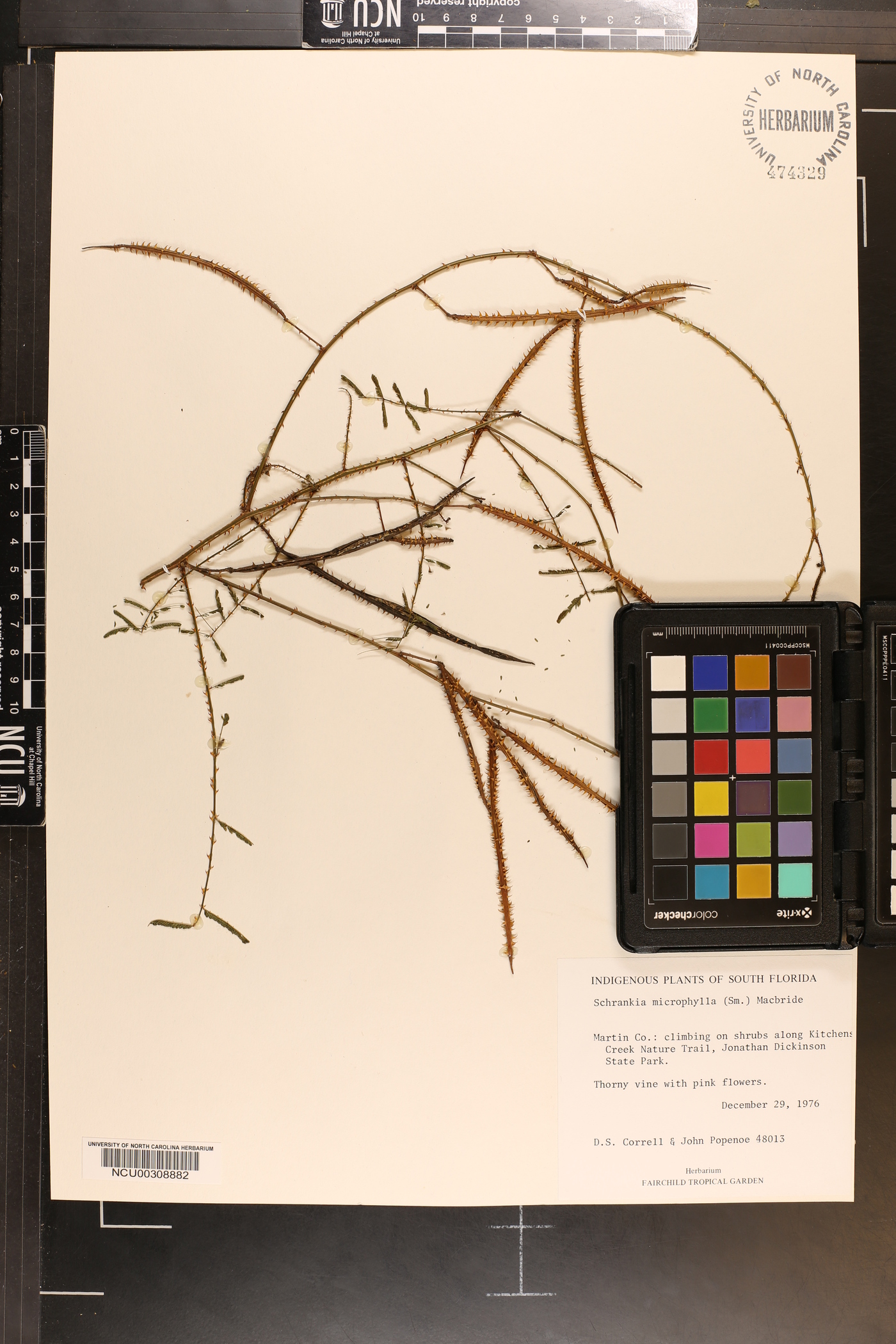 Mimosa microphylla image