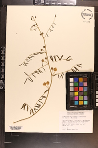 Mimosa microphylla image