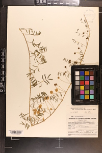 Mimosa microphylla image