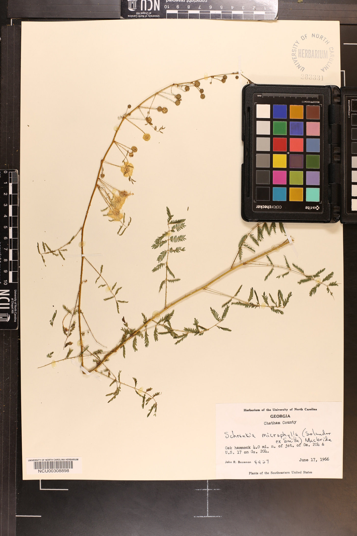 Mimosa microphylla image