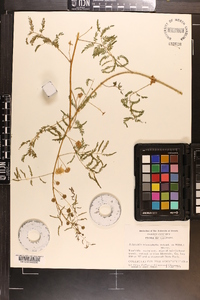 Mimosa microphylla image