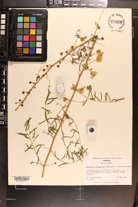 Mimosa microphylla image