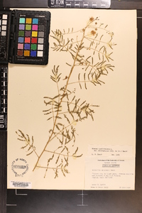 Mimosa microphylla image