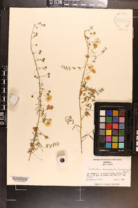 Mimosa microphylla image