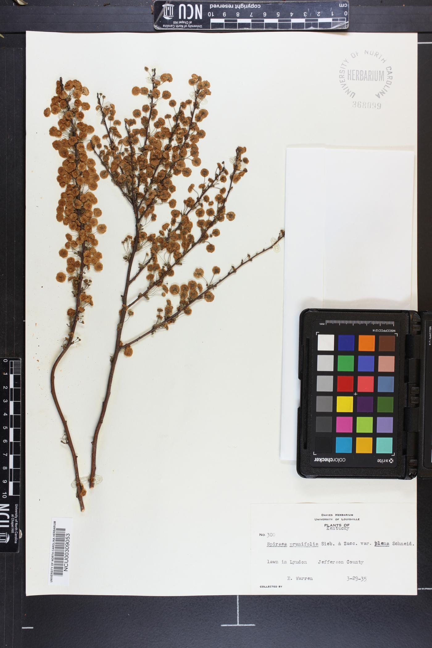 Spiraea prunifolia var. plena image