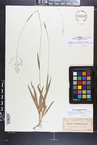 Panicum nudicaule image