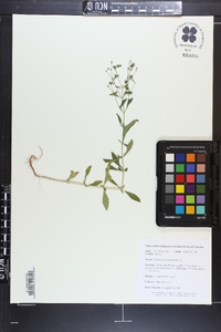 Trichostema dichotomum image