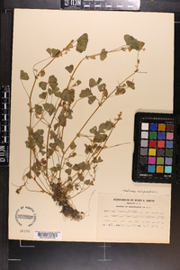 Medicago polymorpha image