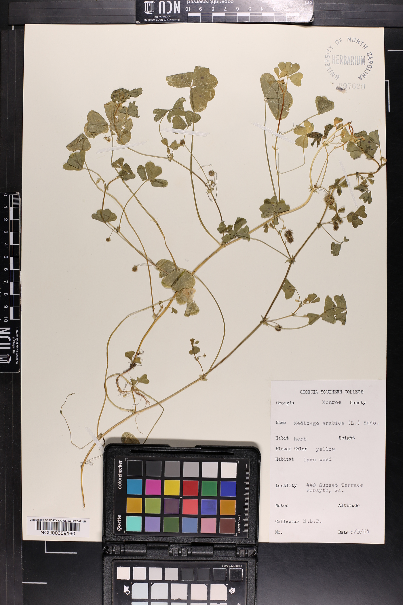 Medicago arabica image