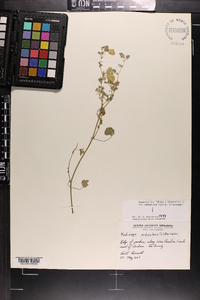 Medicago orbicularis image