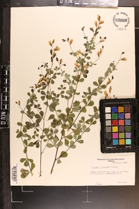 Baptisia tinctoria image