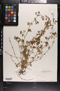 Medicago polymorpha image