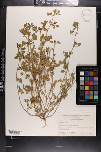 Medicago polymorpha image