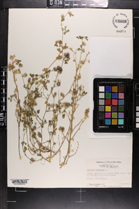 Medicago polymorpha image