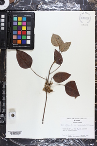 Toxicodendron pubescens image