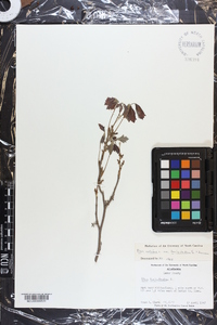 Toxicodendron pubescens image