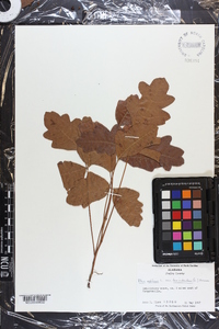 Toxicodendron pubescens image