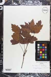 Toxicodendron pubescens image