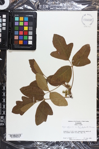 Toxicodendron pubescens image