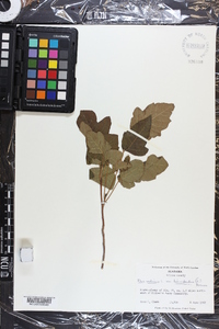 Toxicodendron pubescens image