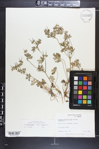Geranium carolinianum var. carolinianum image