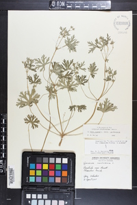 Geranium carolinianum var. carolinianum image