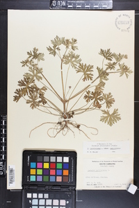 Geranium carolinianum var. carolinianum image