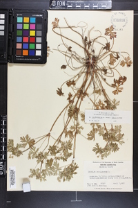 Geranium carolinianum var. carolinianum image
