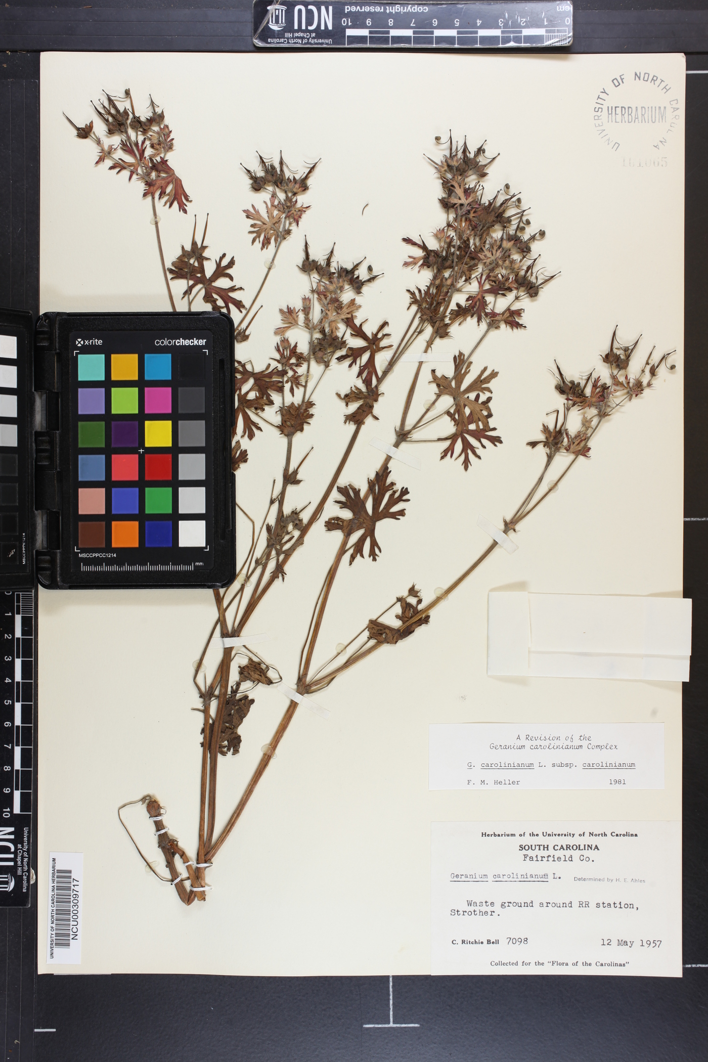 Geranium carolinianum var. carolinianum image