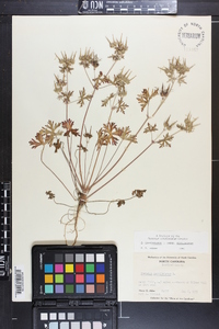Geranium carolinianum var. carolinianum image