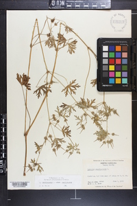 Geranium carolinianum var. carolinianum image