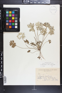 Geranium carolinianum var. carolinianum image