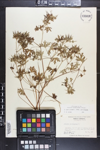 Geranium carolinianum var. carolinianum image