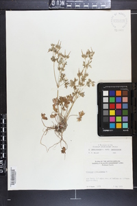 Geranium carolinianum var. carolinianum image