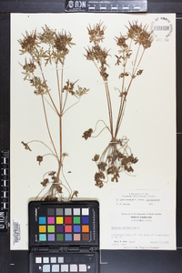 Geranium carolinianum var. carolinianum image