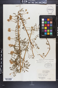 Mimosa microphylla image