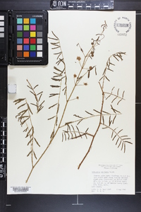 Mimosa microphylla image