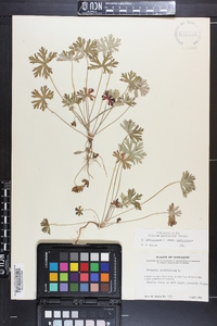 Geranium carolinianum var. carolinianum image